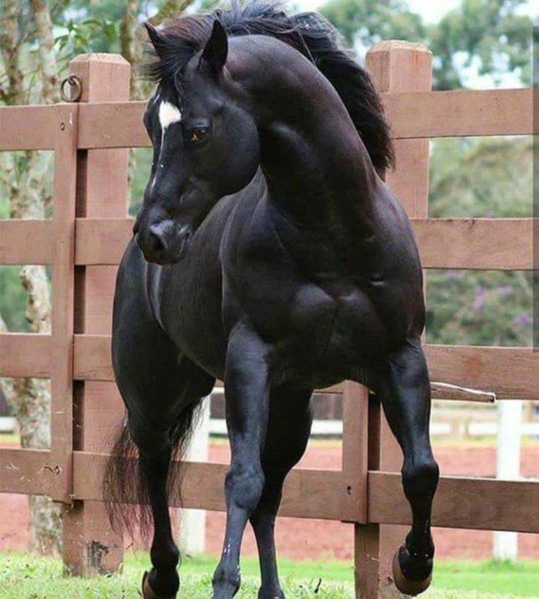 Тяжеловоз бельгийский Першерон