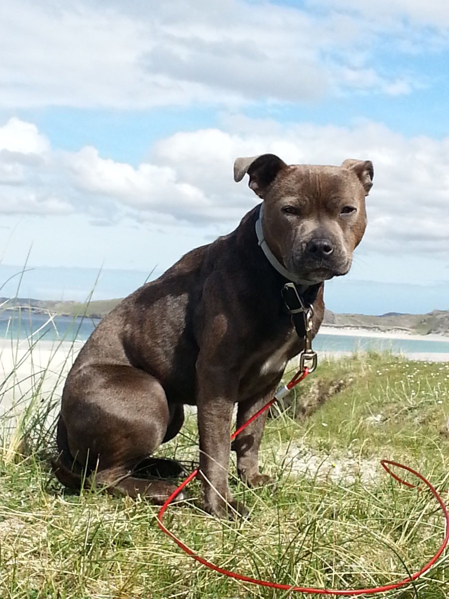 АПБТ тигровый