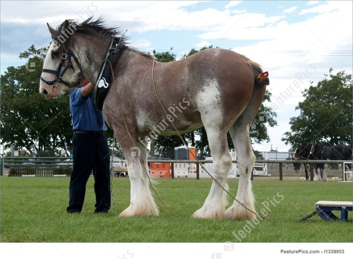 Мощная лошадь