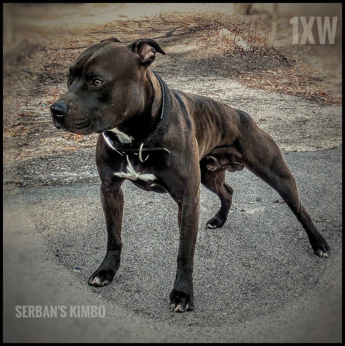 Американский питбультерьер ADBA