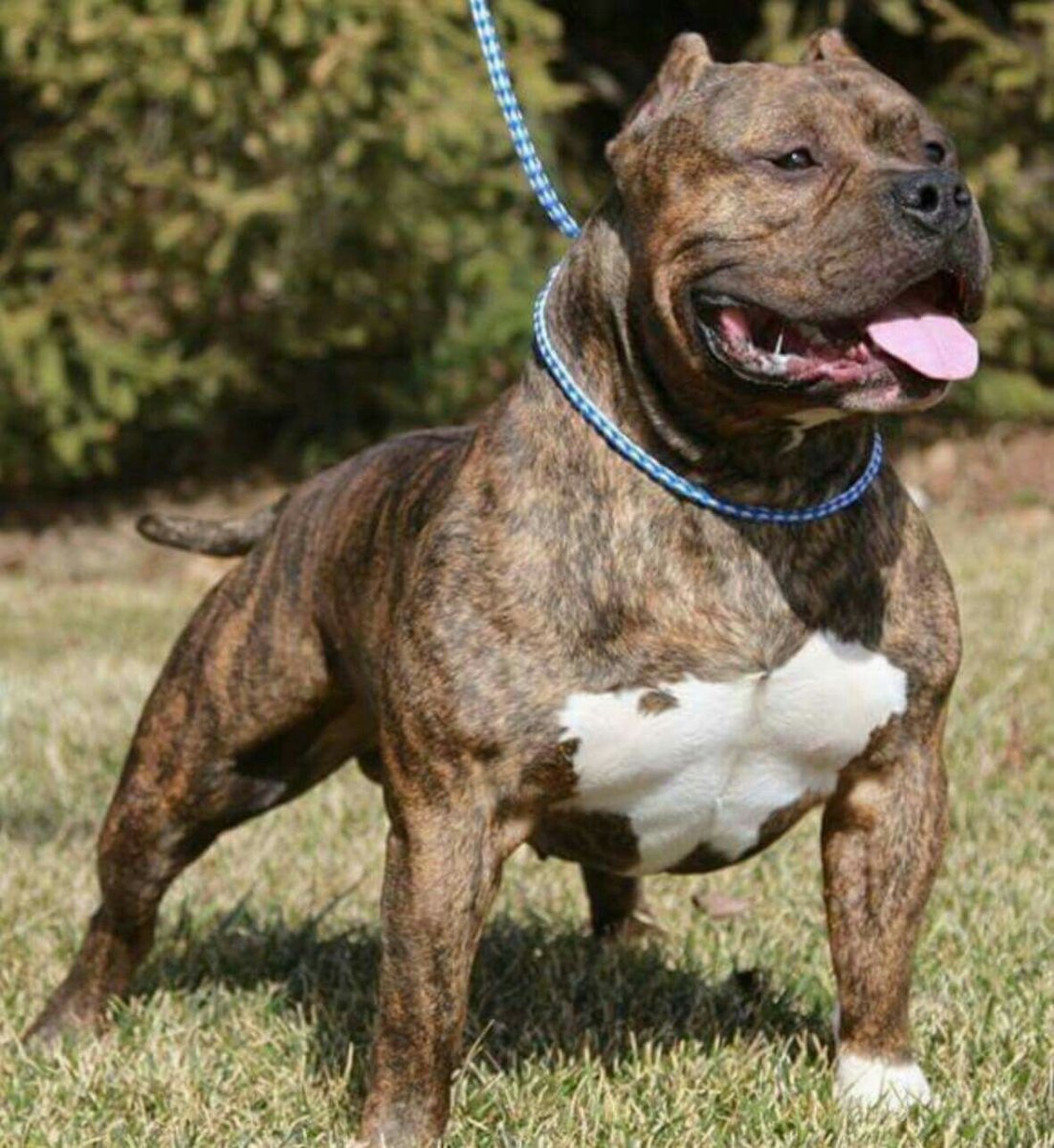 Американский стаффордширский терьер тигровый