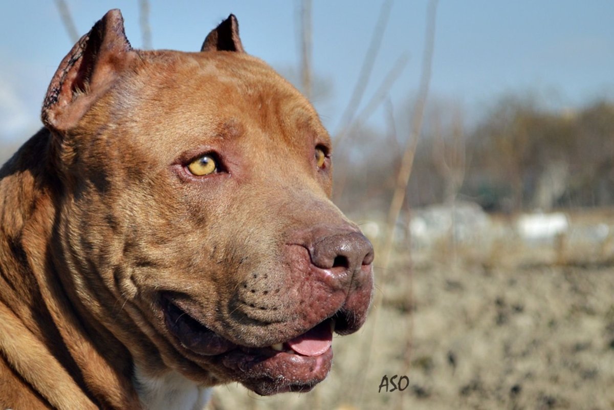 Стаффорд тигровый злой