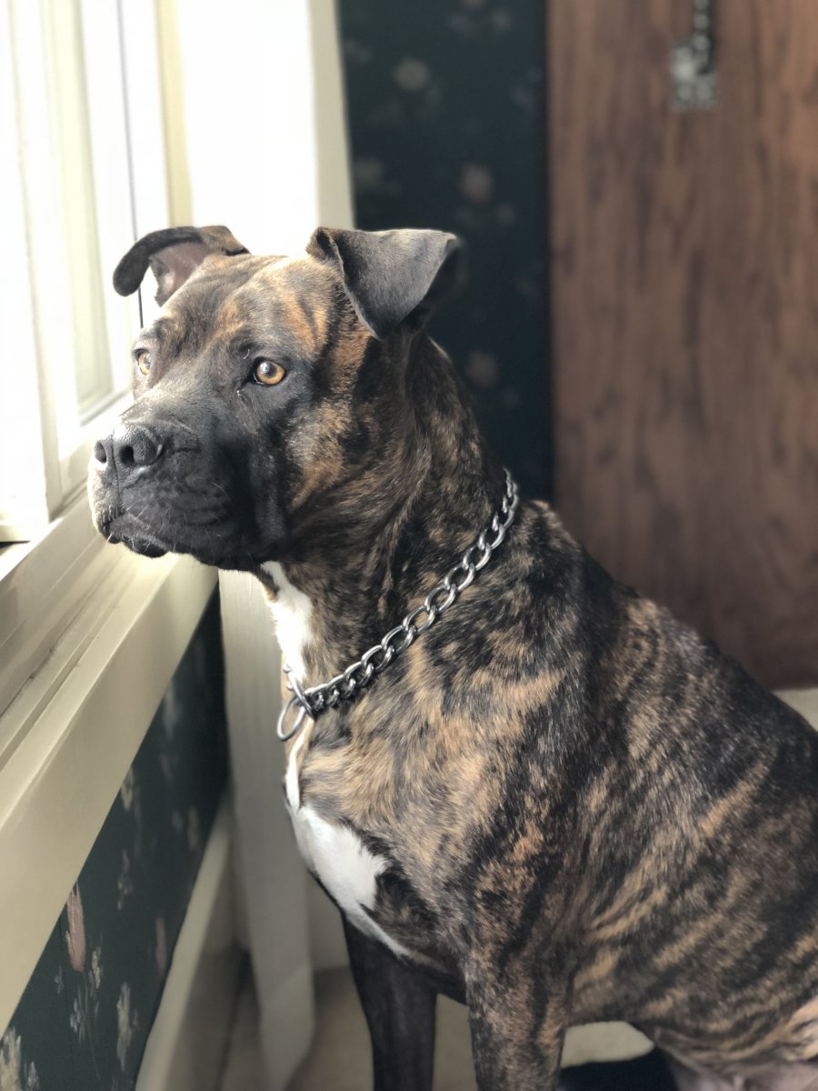 Стаффордширский питбуль тигровый