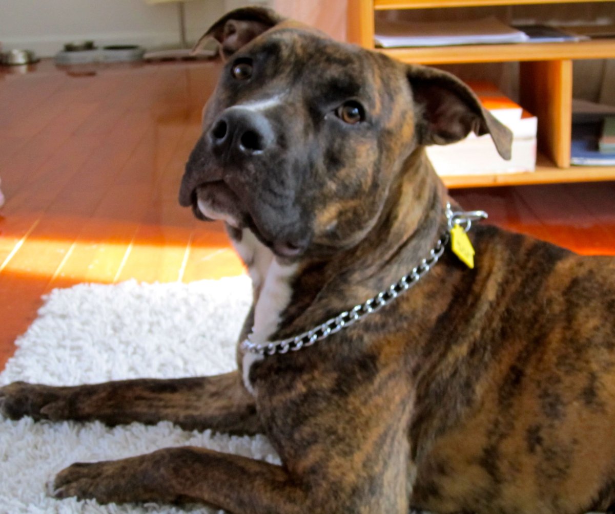 Американский питбультерьер тигровый