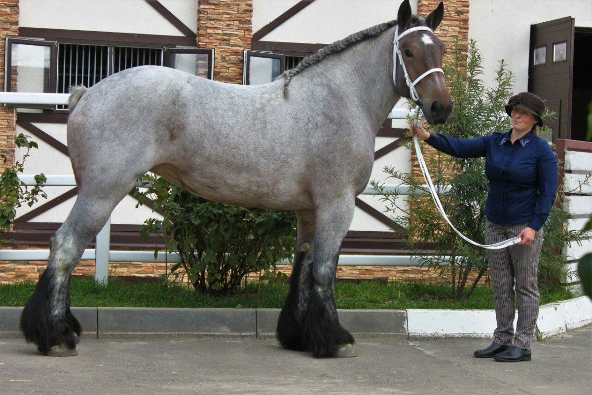 Лошадь агрессия