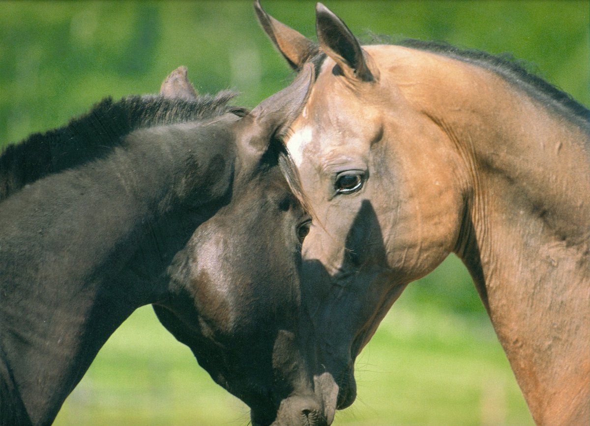 Починковский тяжеловоз