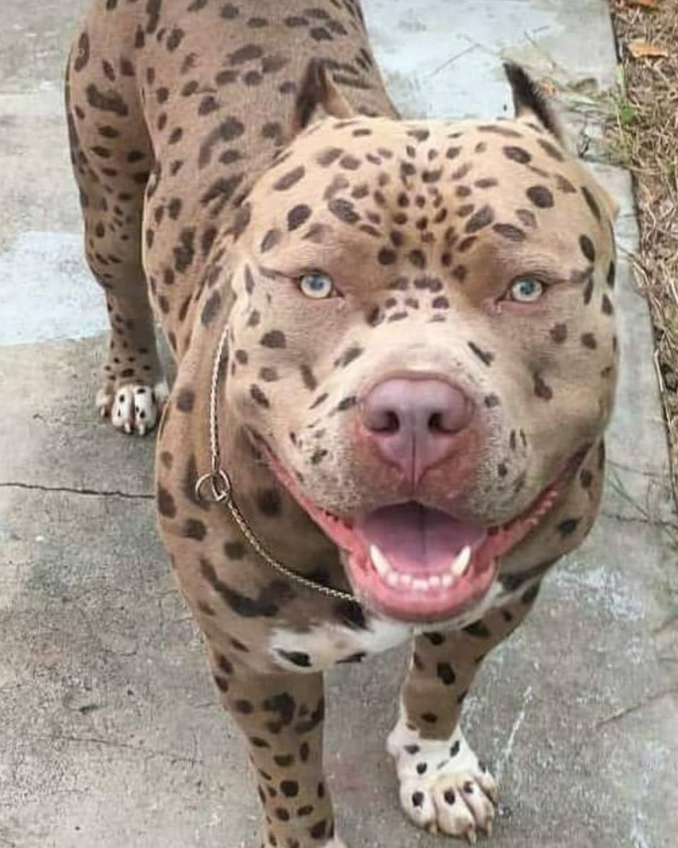 Албанский питбуль Мерль