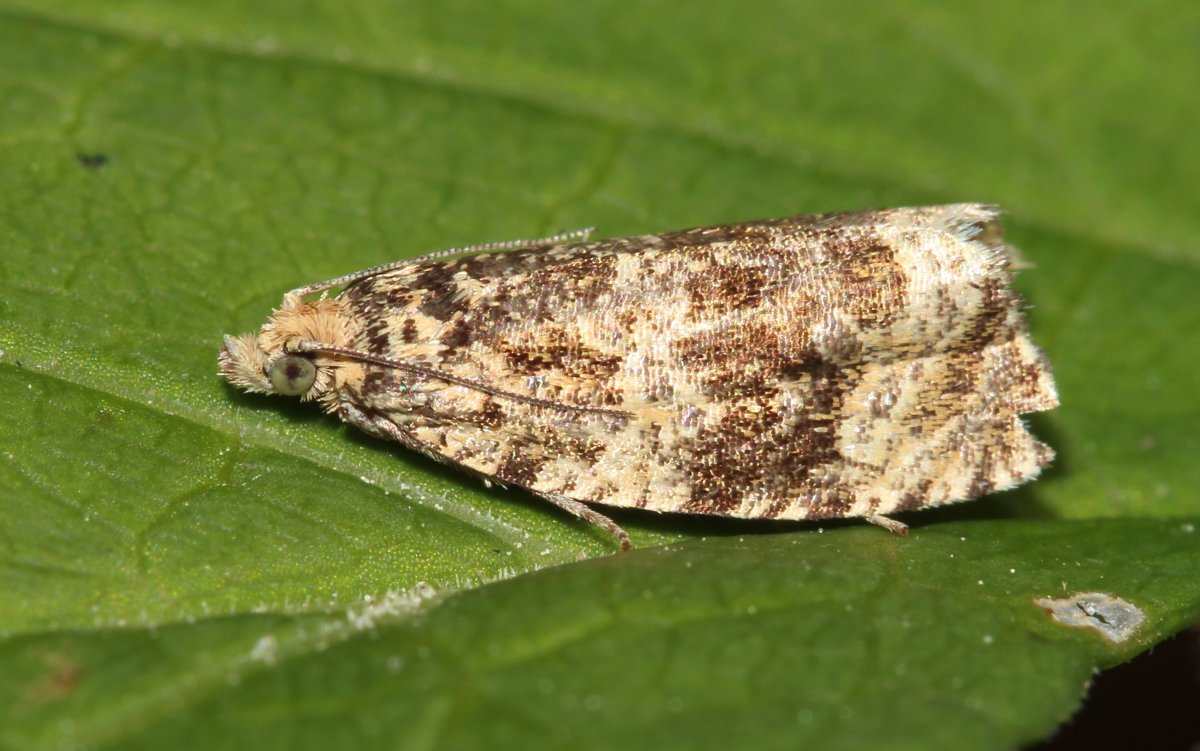 Палочник листотел