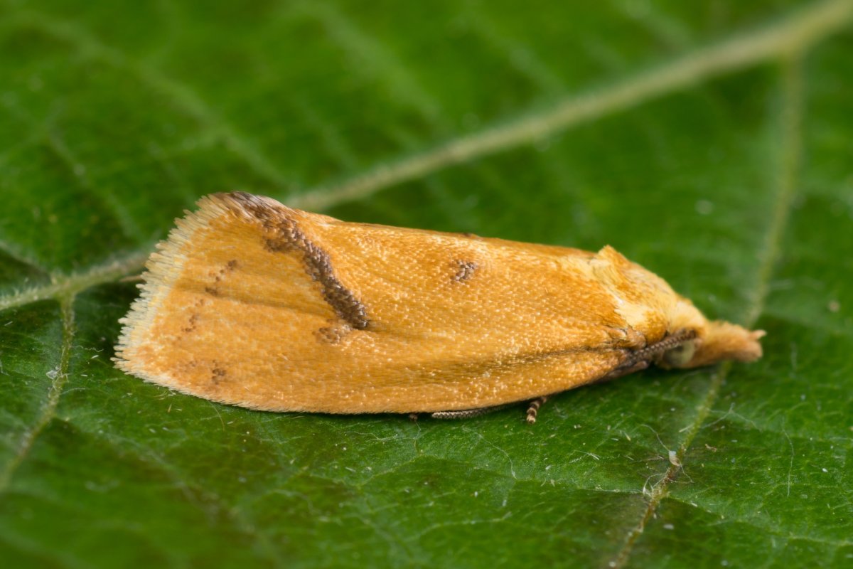 Золотистая листовертка