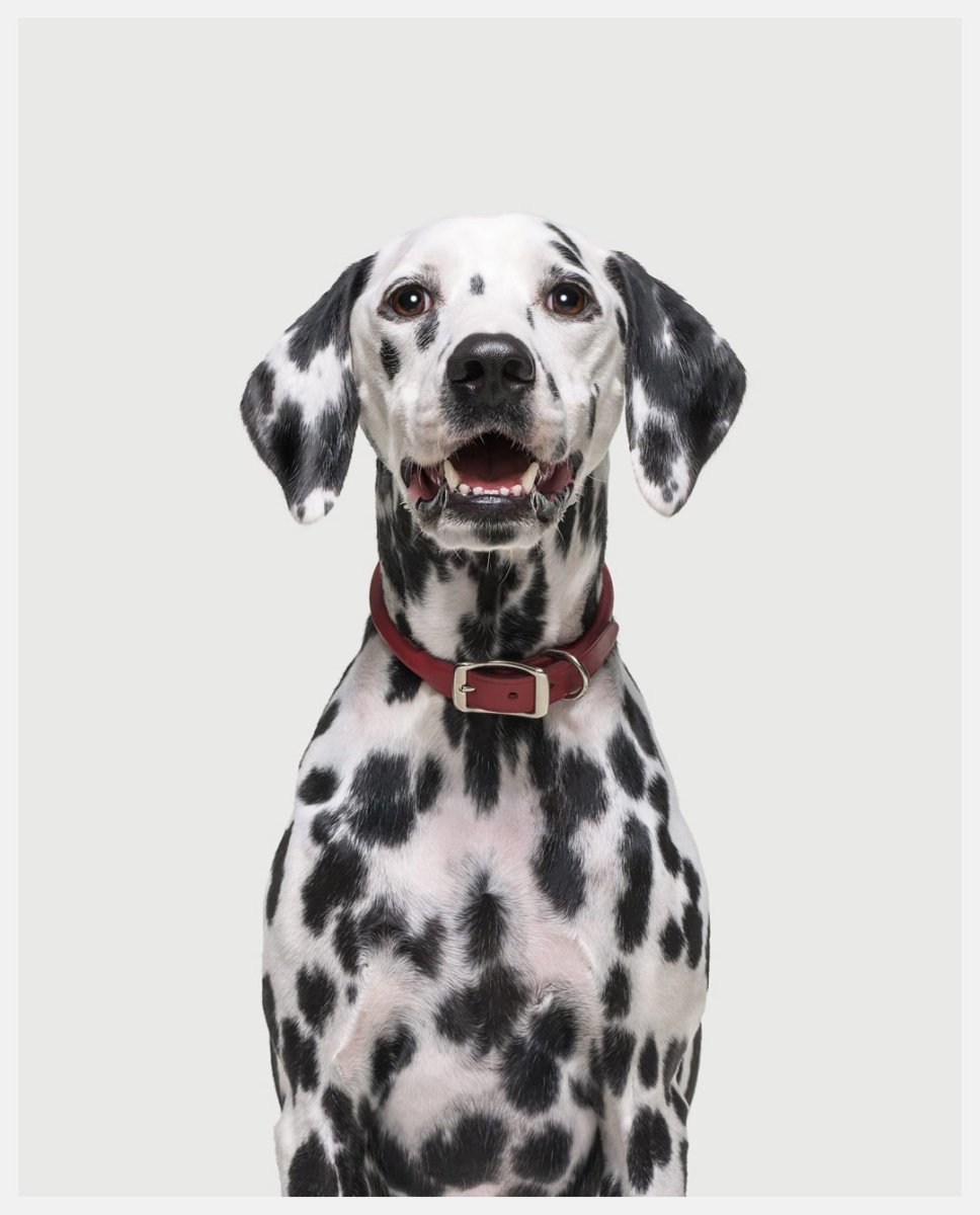 Собака далматинец