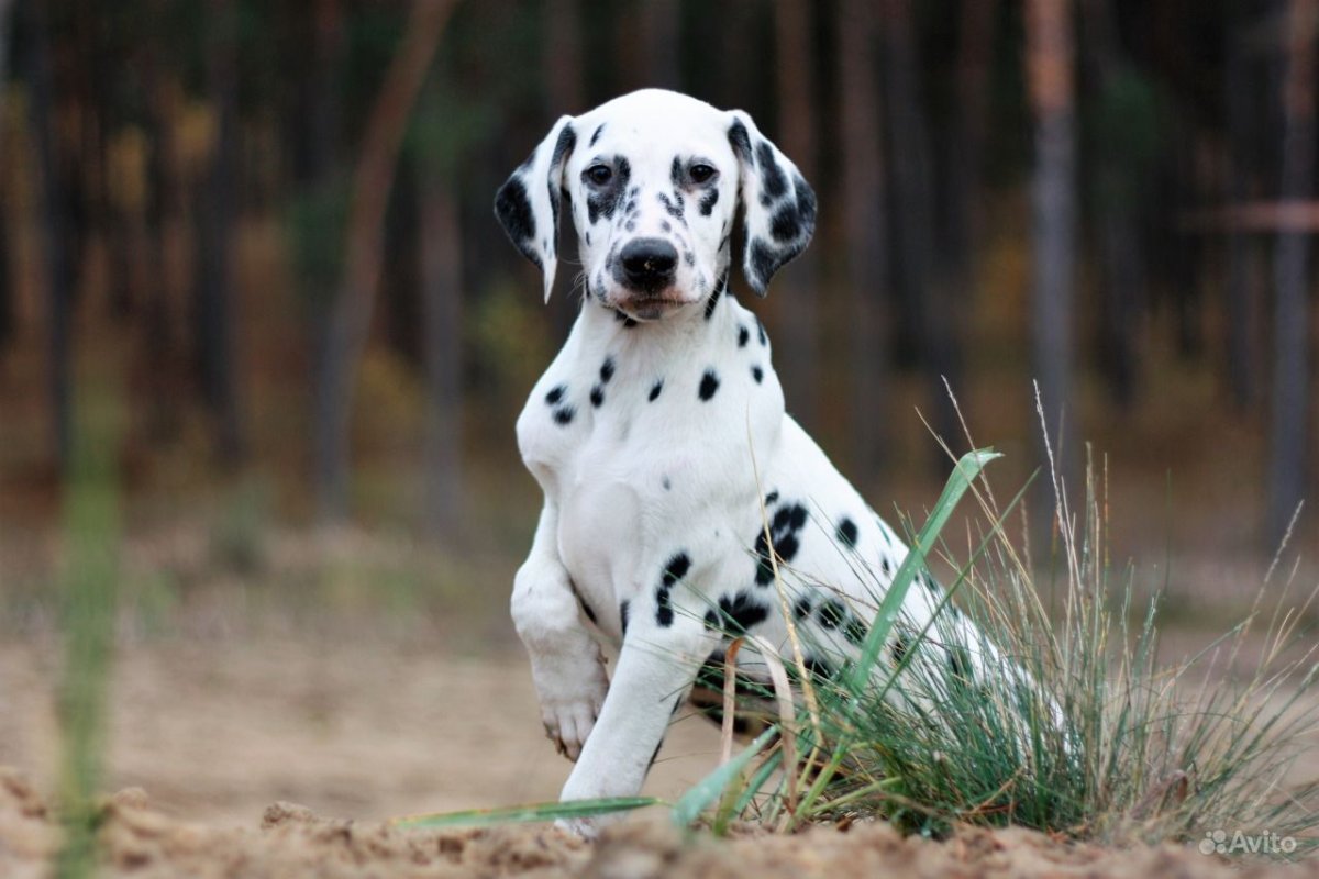 Спаниель Далматин