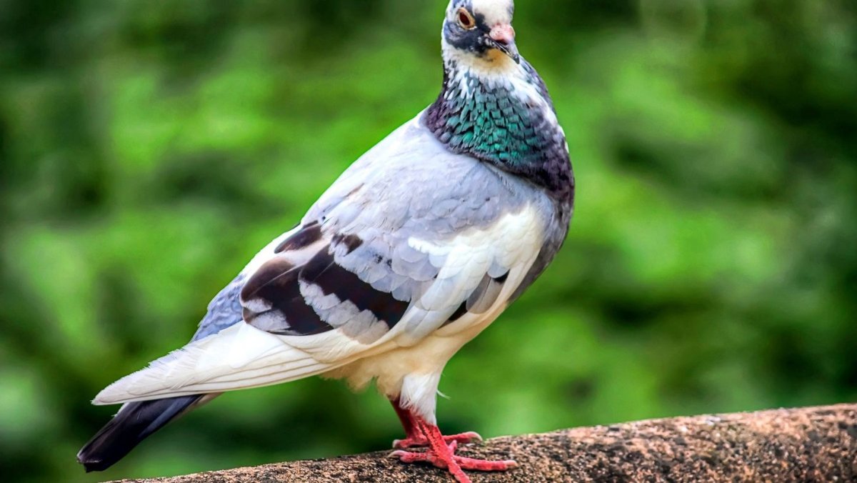 Сизый голубь