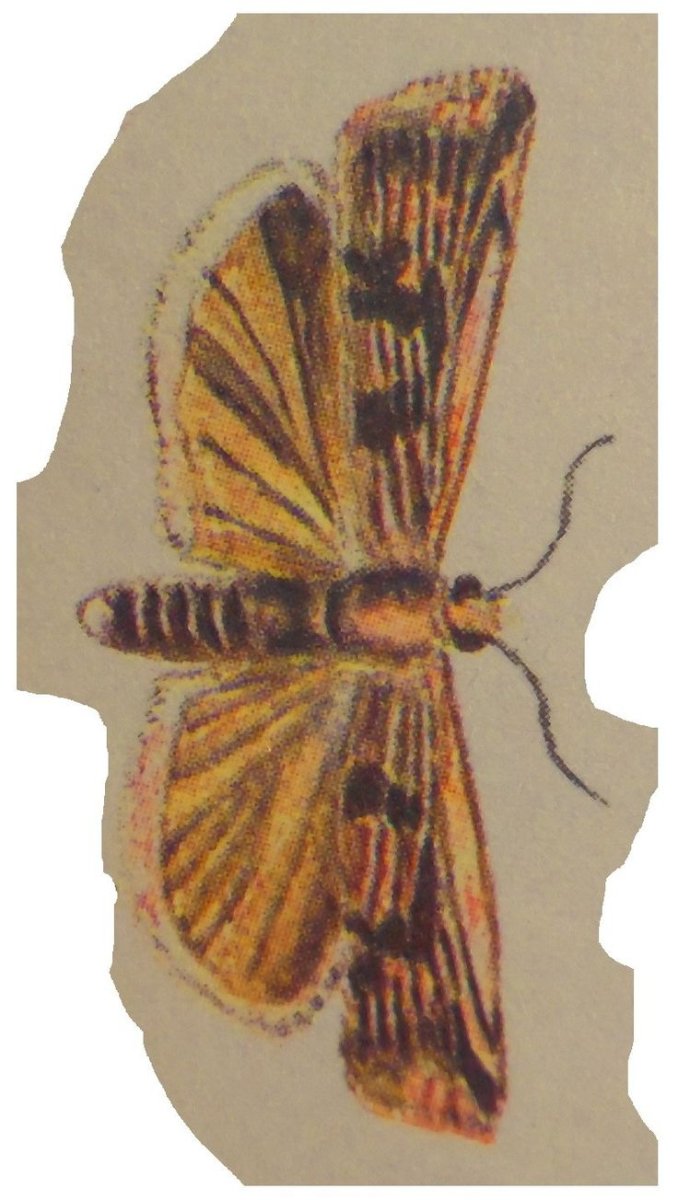 Ptycholoma lecheana