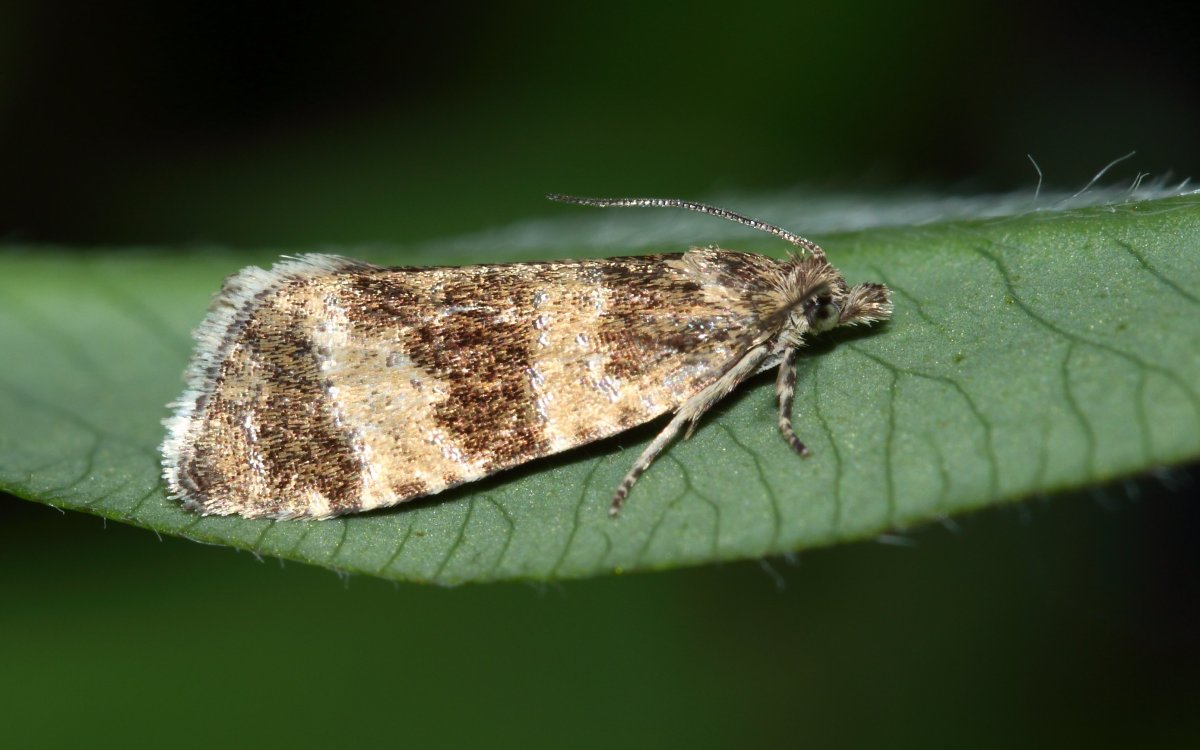 Argyrotaenia ljungiana (Thunberg, 1797)