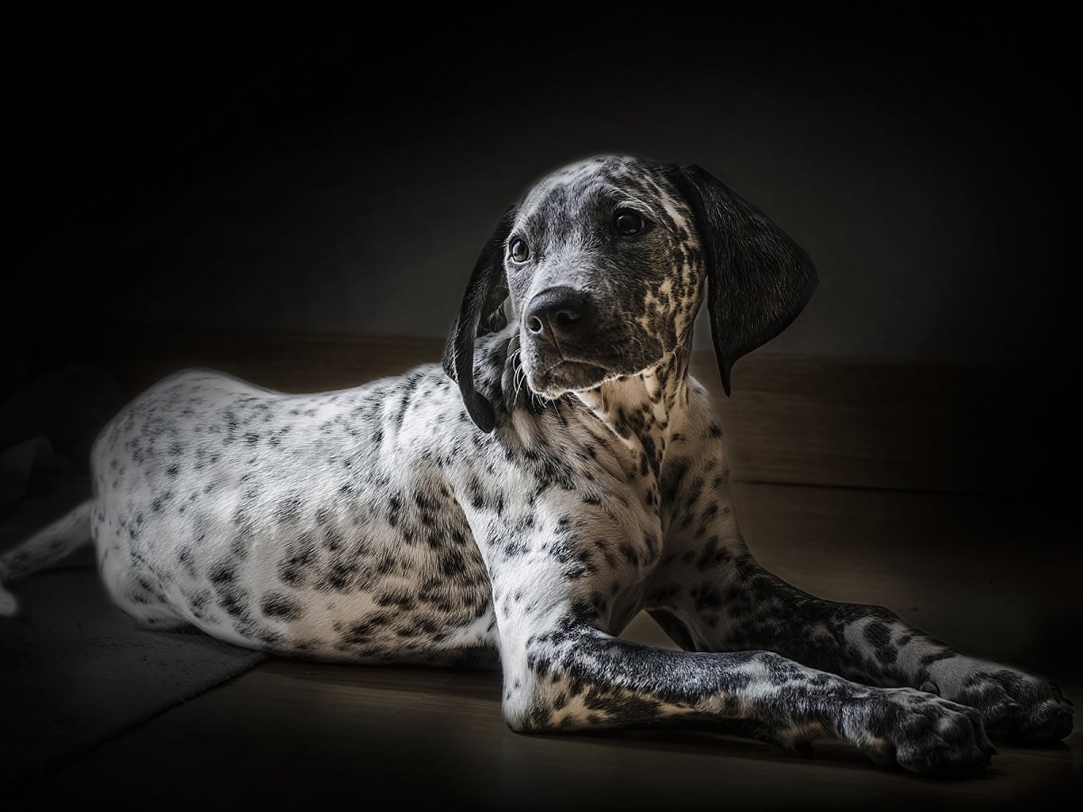 Хохлатая пятнистая