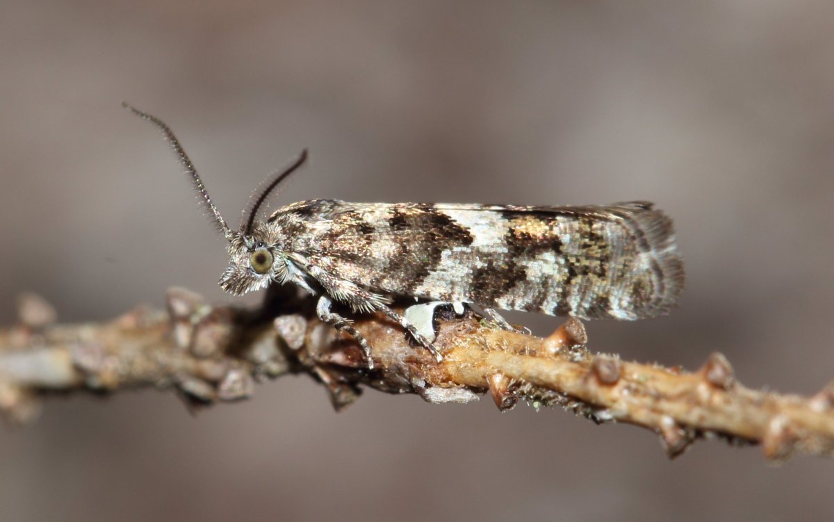 Почковая вертунья