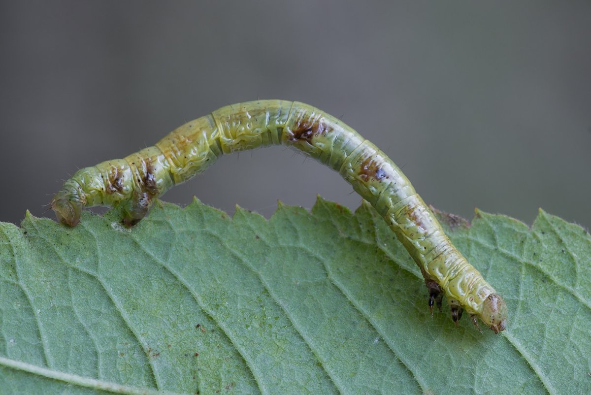 Розанная листовертка гусеница