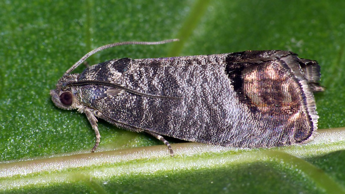 Лиственничная листовертка гусеница