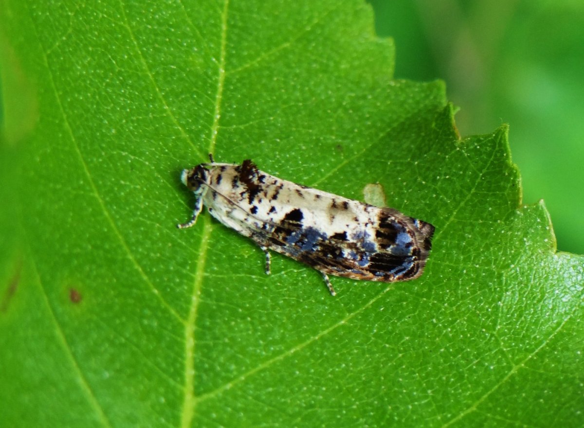 Куколка листовертки