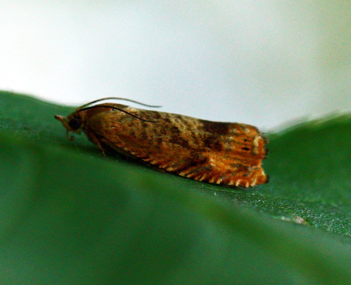 Бридж Кленовая моль арт бридж