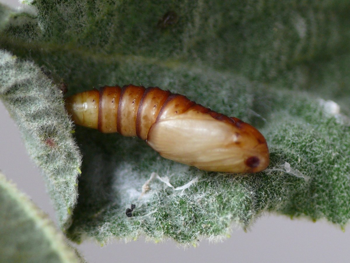 Бабочка листовертка Мецнера Eucosma metzneriana