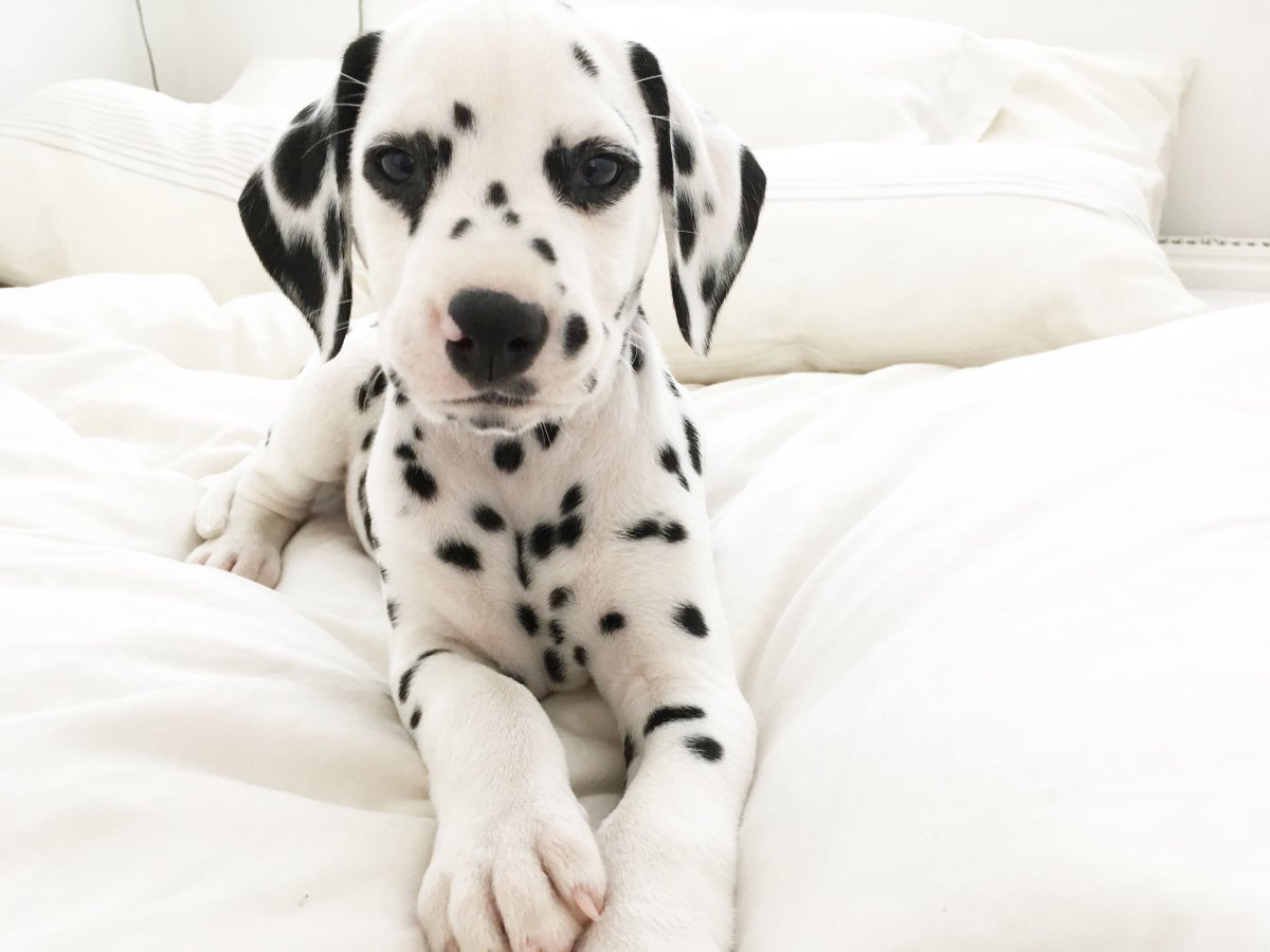 Картинки собачек