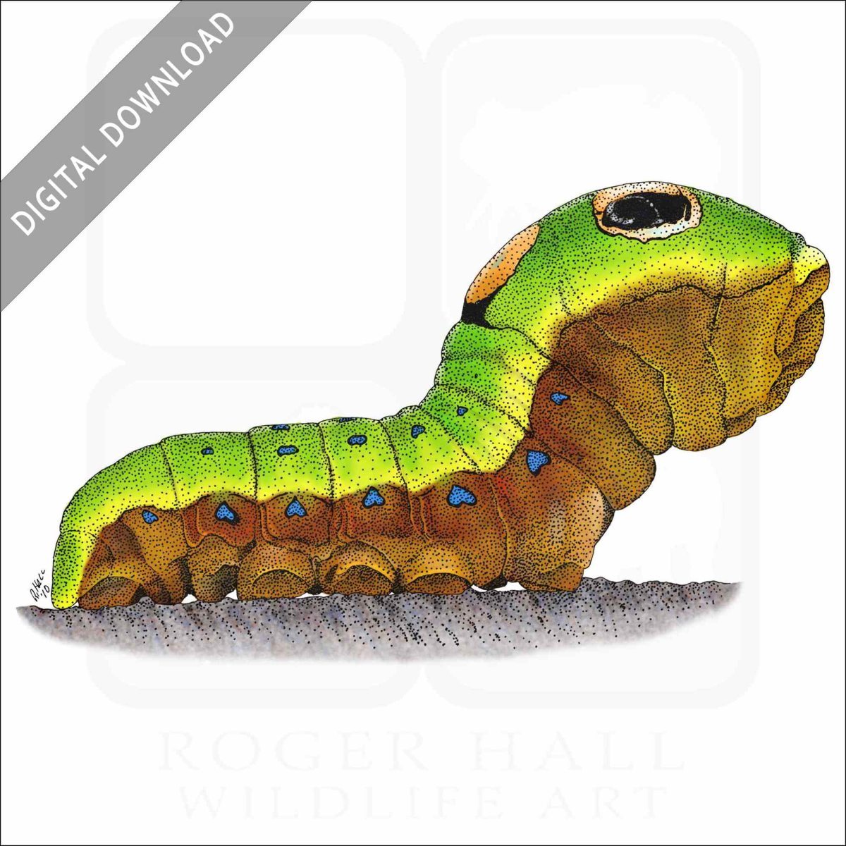 Гороховая плодожорка бабочка