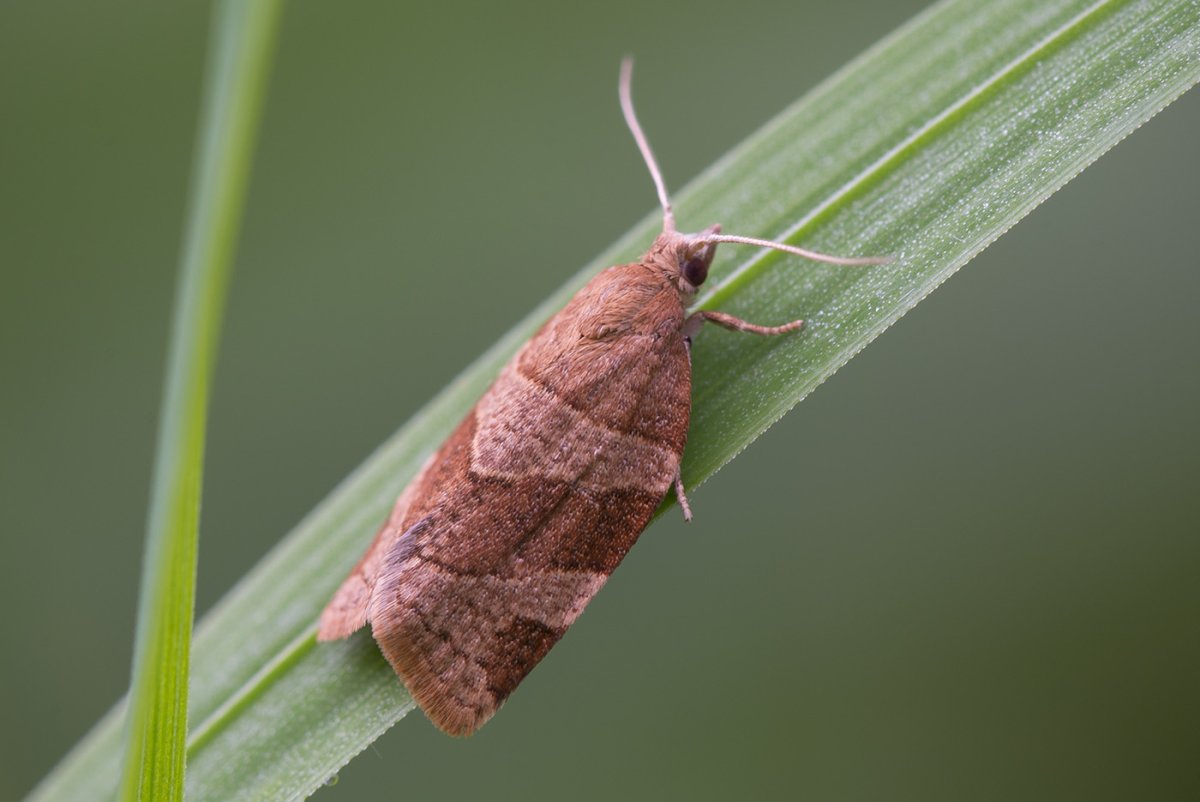 Жимолость бабочка-листовертка