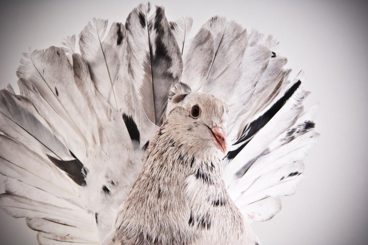 Необычные породы голубей