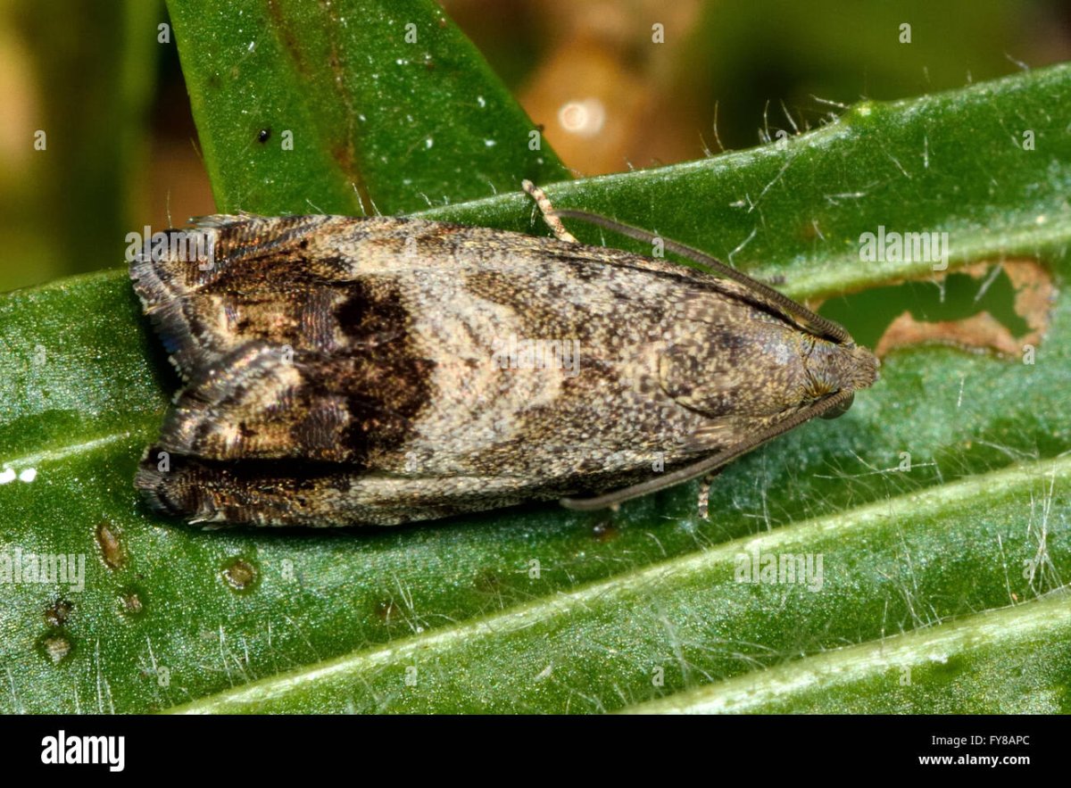 Бабочка яблонная плодожорка