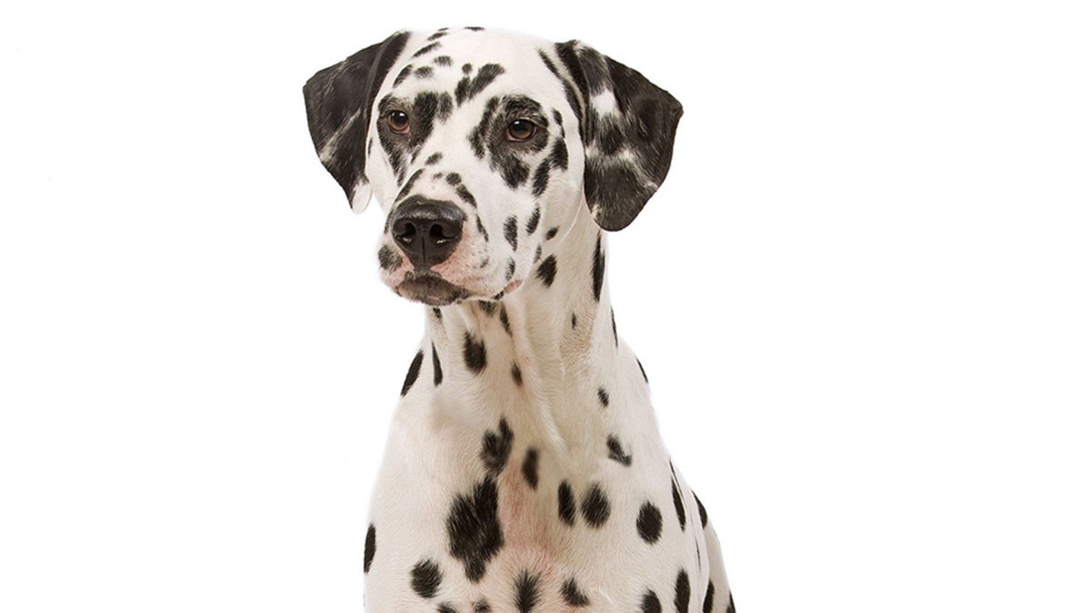 Далматин на охоте