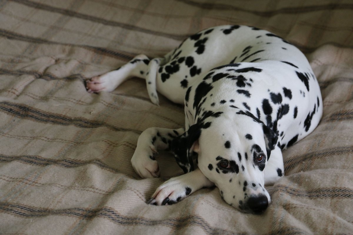 Далматин референс