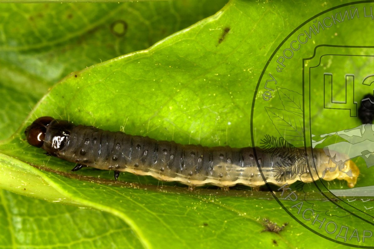 Гусеница бабочки огневки