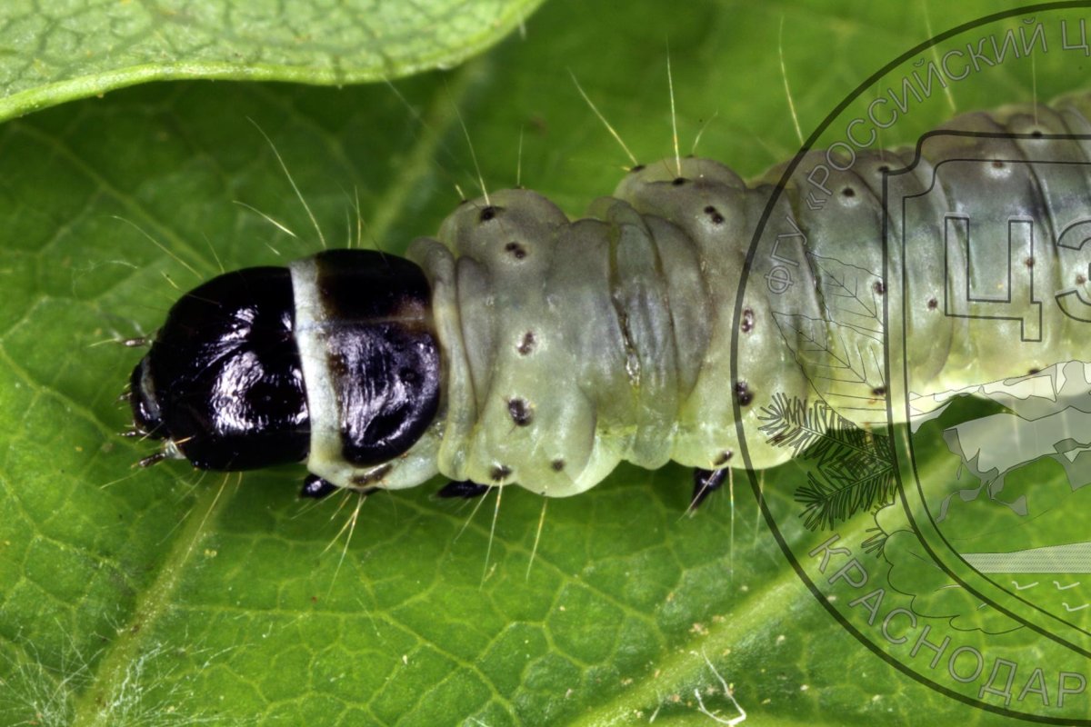 Белые гусеницы на кухне