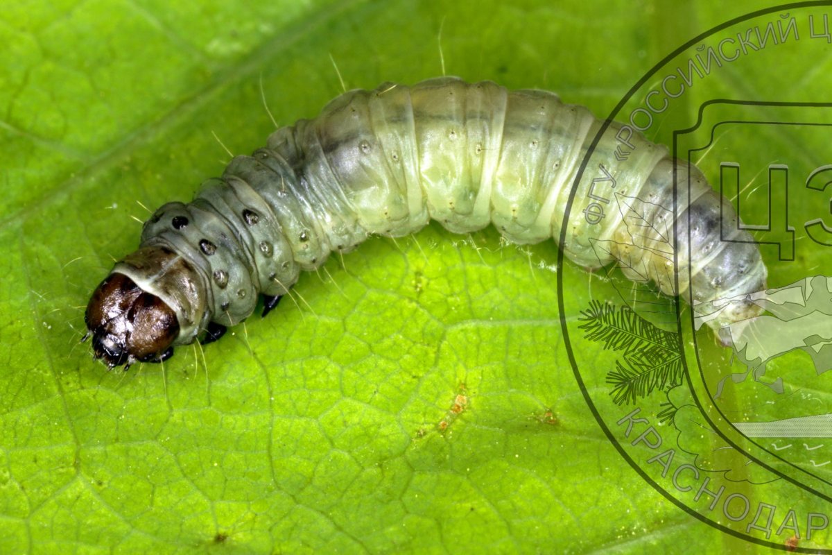 Гусеница на листочке