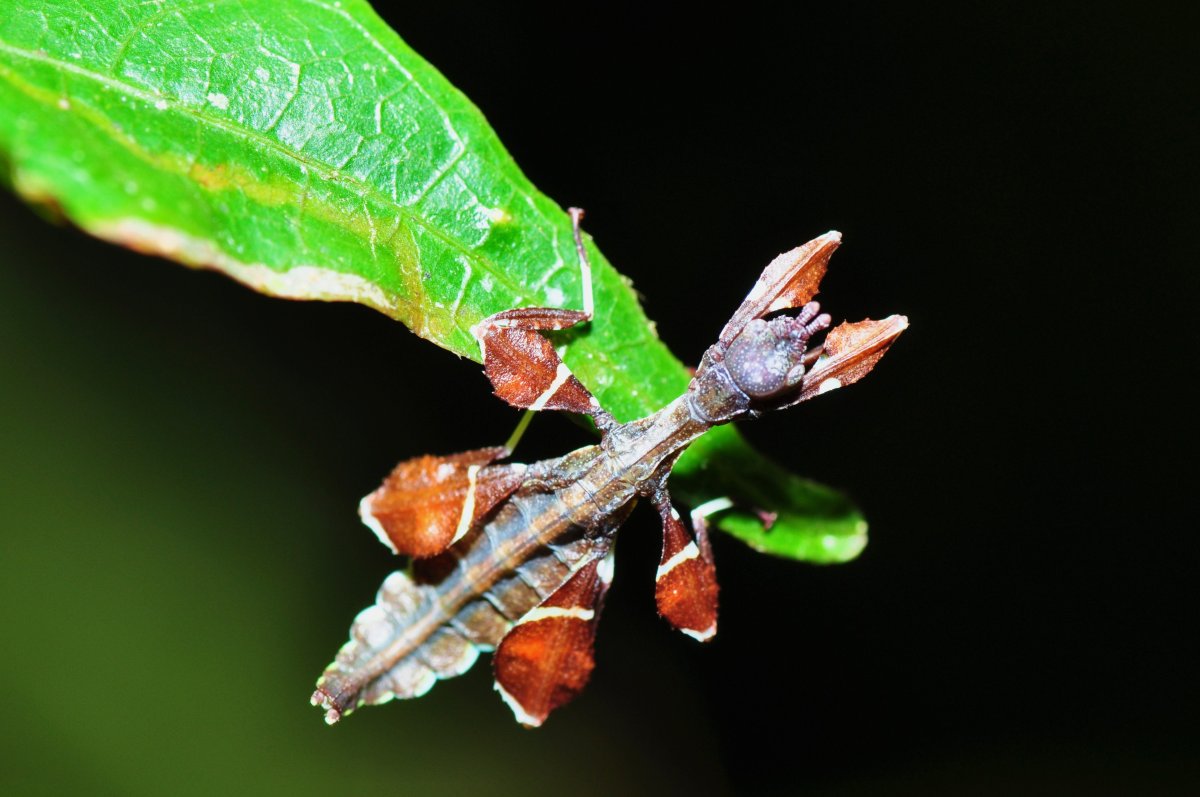 Бабочка листовертка Epinotia Trigonella