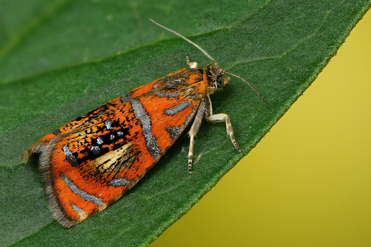 Желудевая плодожорка