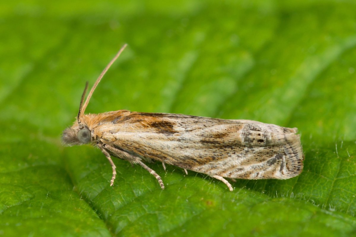 Бабочка дубовая листовертка