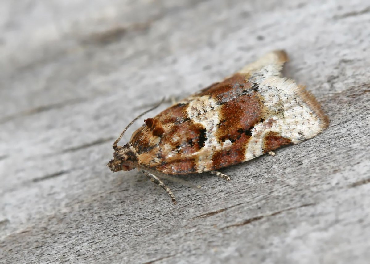 Clanis undulosa гусеница