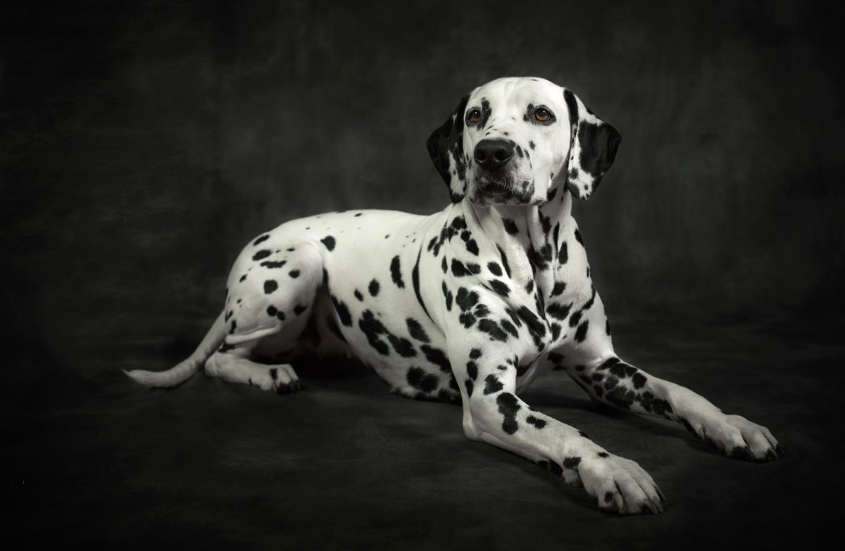 Собака далматинец