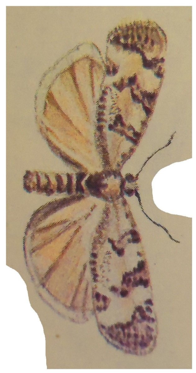 Процесс превращения гусеницы в бабочку