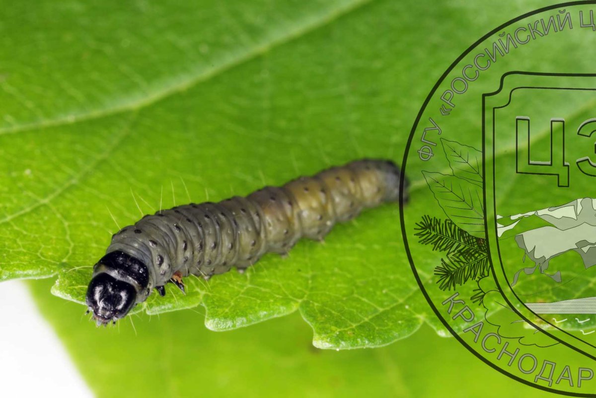 Листовертка бурая