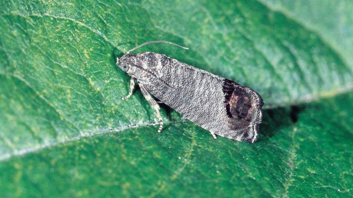 Листовертка кривоусая Смородиновая