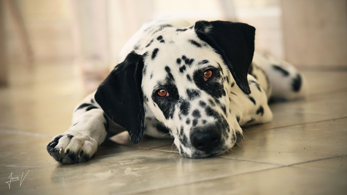 Собаки породы далматинец
