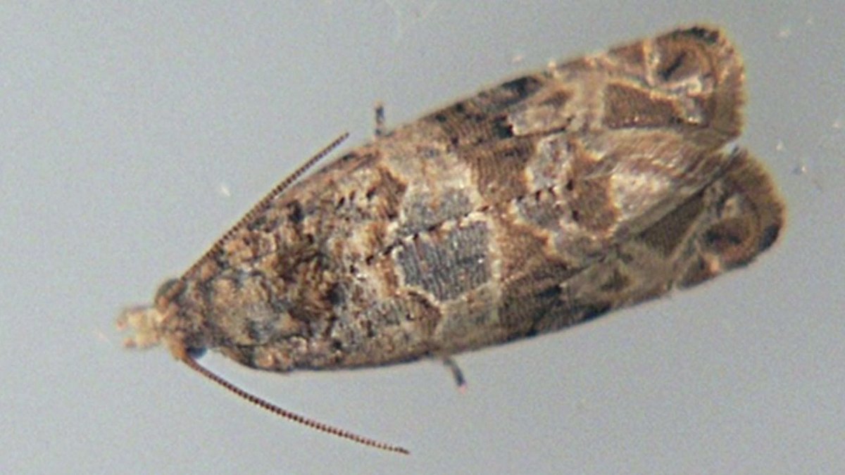 Бабочка биология