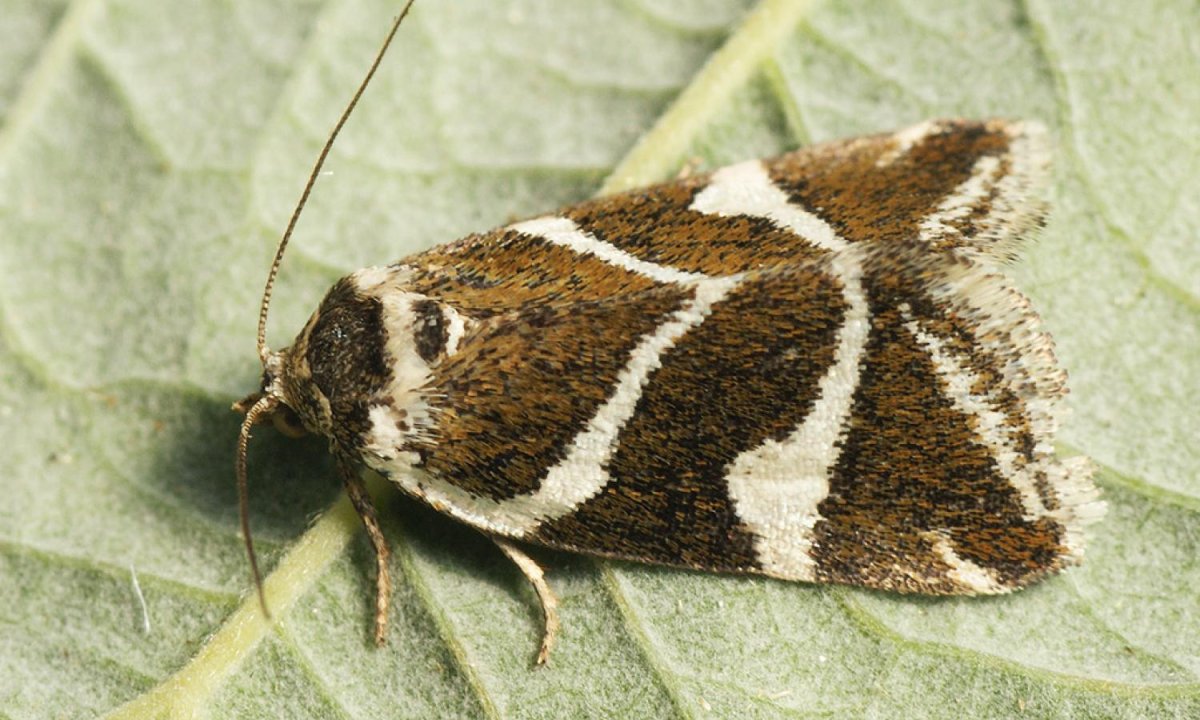 Яблонная плодожорка Имаго