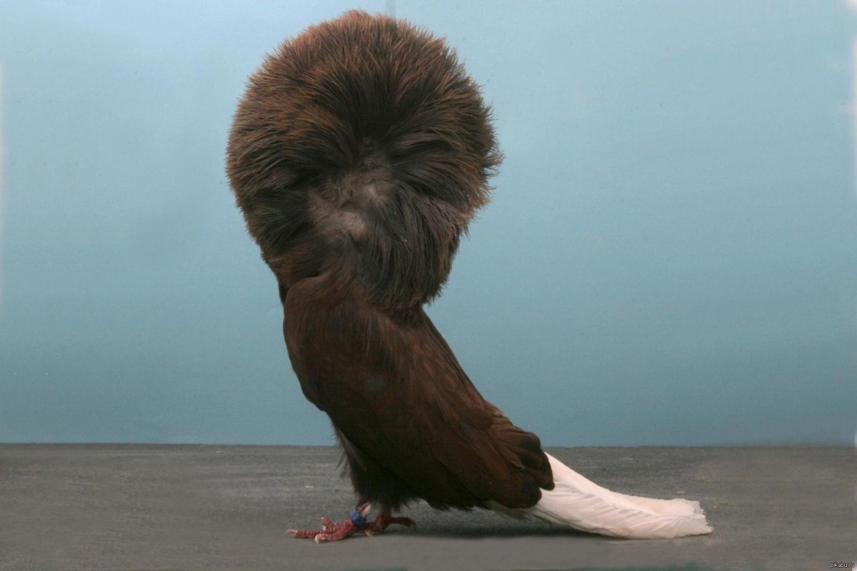 Смешные породы голубей