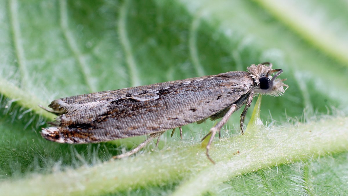 Гусеница поедает лист
