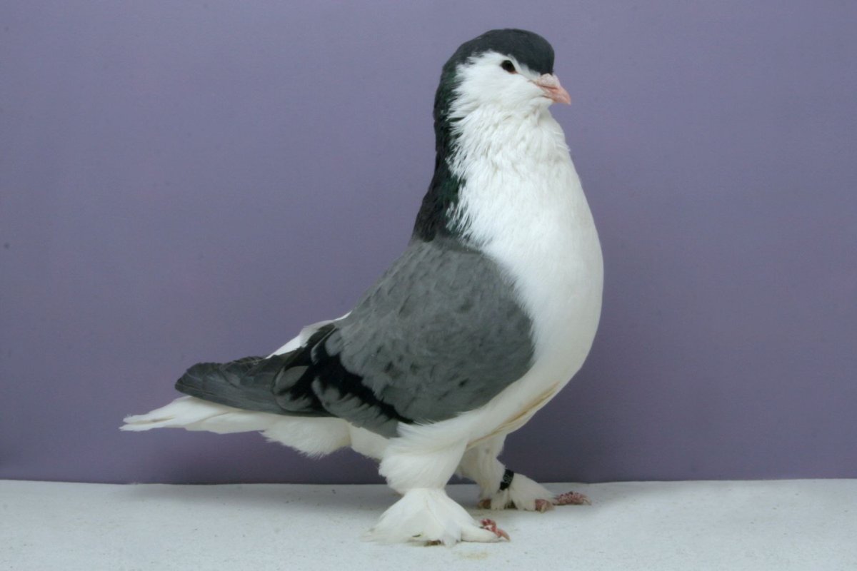 Голуби породы сатинет