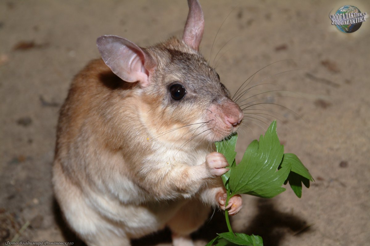 Мадагаскарские хомяки (Nesomyinae)